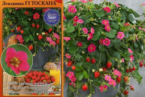 Клубника тоскана описание фото отзывы Земляника Тоскана: описание сорта, фото, отзывы, характеристика, урожайность