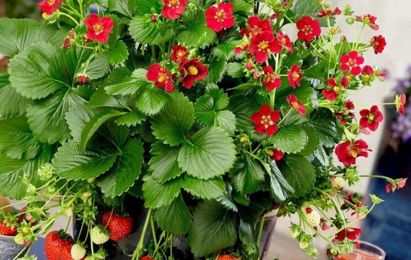 Клубника тоскана описание фото отзывы Земляника (клубника ) Тоскана Everbearing strawberries, Plant bugs, Easy care pl