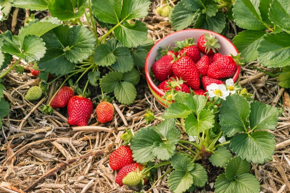 Клубника уход фото Урожай вам понравится! Growing organic strawberries, Strawberry plants, Growing 