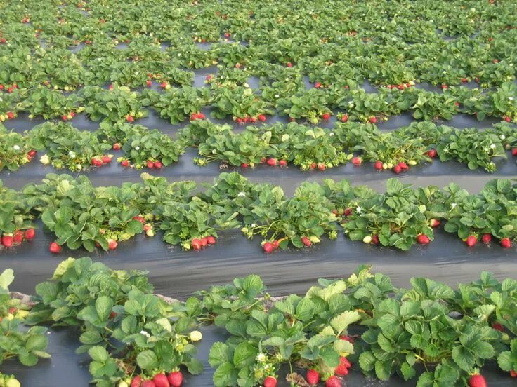 Клубника уход фото Strawberries growing in a strawberry field. Growing strawberries, Strawberry fie