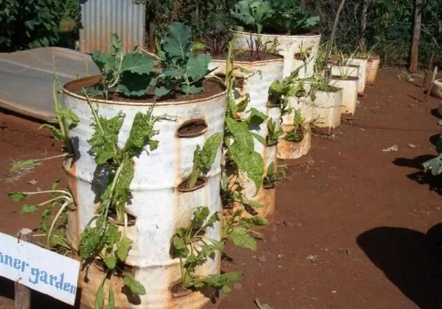 Клубника в бочках выращивание фото Love this idea for container gardening, a whole veggie garden or herb garden wou