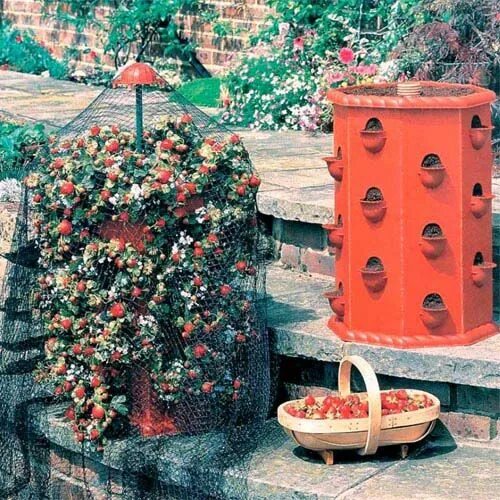 Клубника в бочке фото Strawberry Planter Strawberry planters, Growing strawberries in containers, Stra
