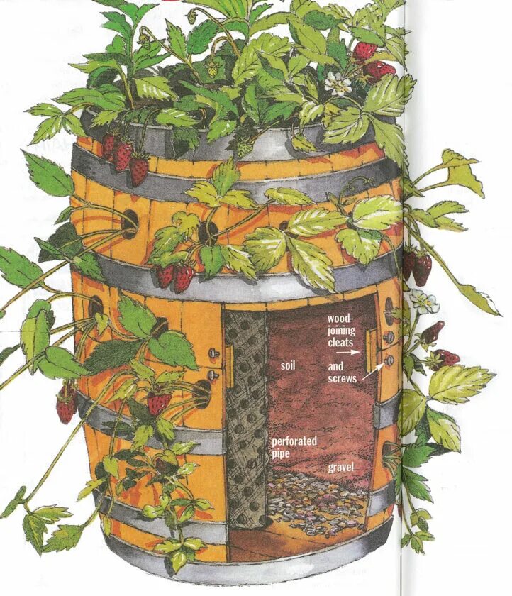 Клубника в бочке фото Wooden Strawberry Barrel - Mother Earth News