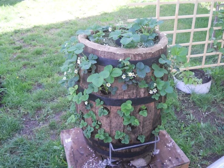Клубника в бочке фото Strawberry Barrel Planter