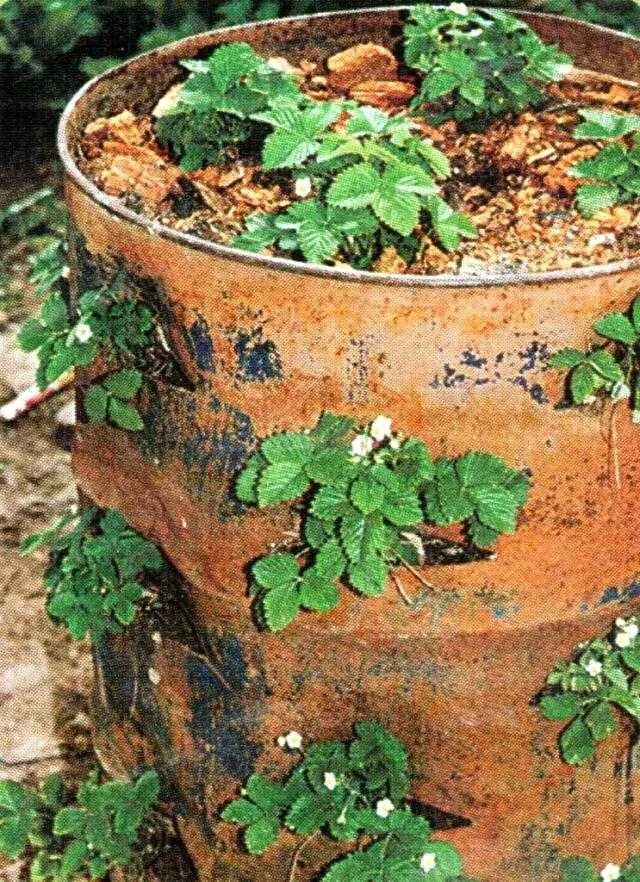 Клубника в бочке фото Картинки ГРЯДКИ ИЗ БОЧЕК