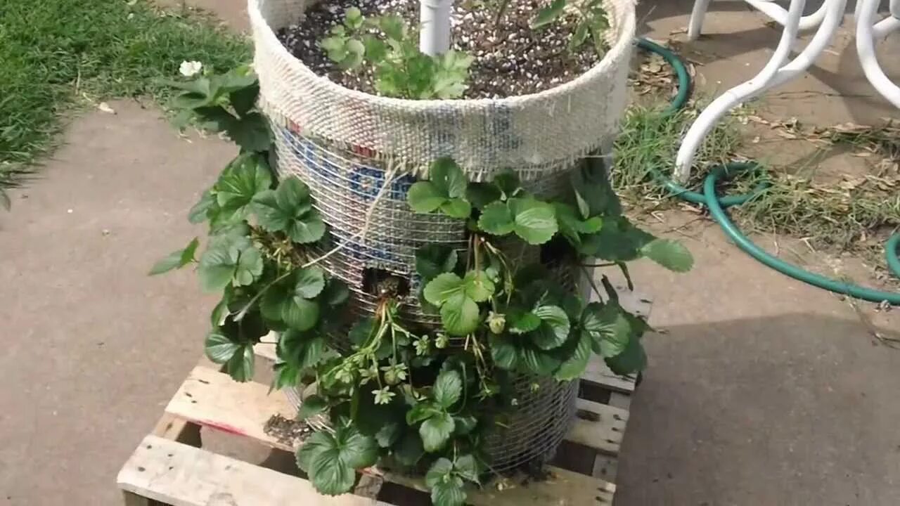 Клубника в бочке фото VR to GrowingyourGreens Vertical Growing with Phytopod - YouTube