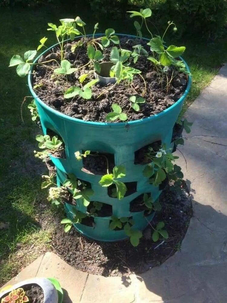 Клубника в бочке фото 35 Clever DIY ideas on where to plant strawberries My desired home
