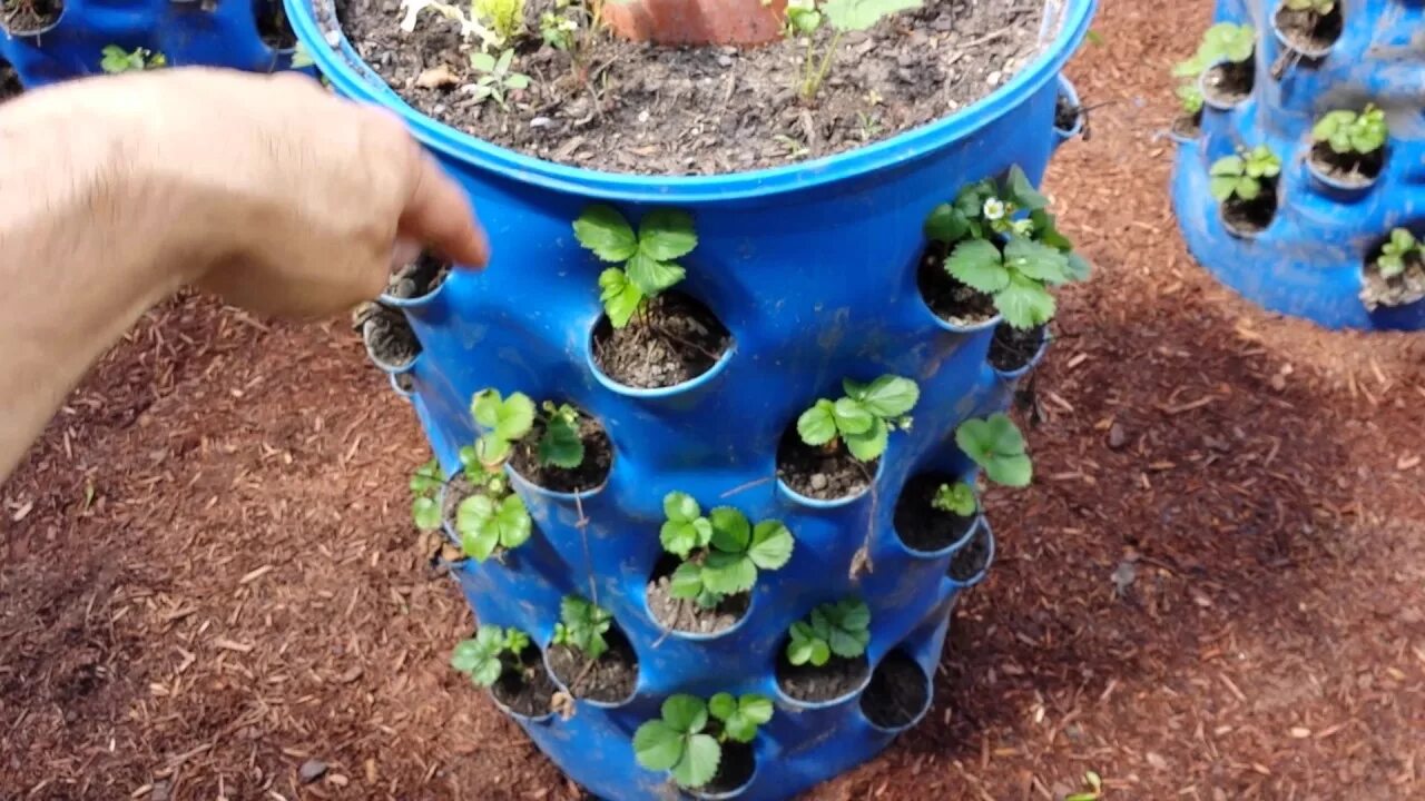 Клубника в бочке фото Tim's Garden Barrels - Garden Tour June 2017 - YouTube