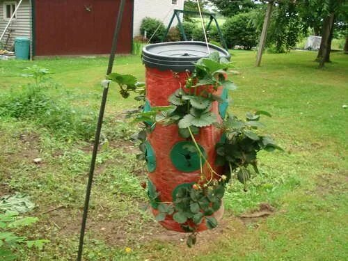 Клубника в бочке фото How to Modify Strawberry Topsy Turvy Strawberry plants, Strawberry planters, Pla