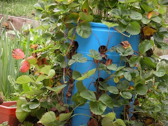 Клубника в бочке фото "Hillbilly bloom master" Empty container drilled out. Strawberry plants, Growing