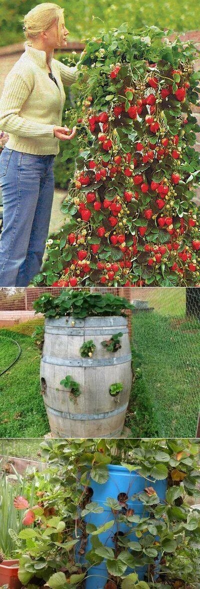 Клубника в бочке фото Клубника в бочке: выращивание и уход + отзывы