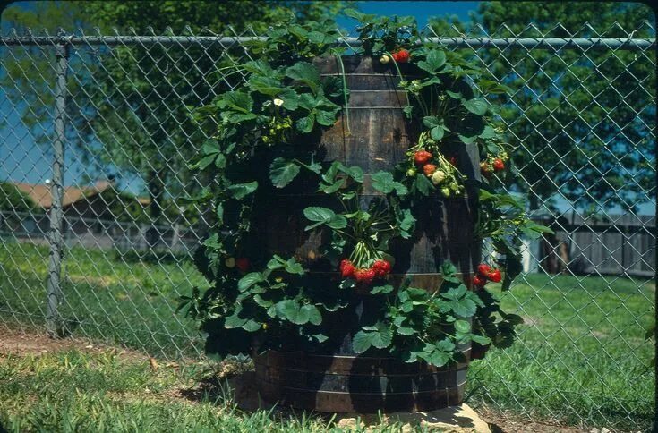 Клубника в бочке фото Staggering Strawberry Backyard Container Garden, #Backyard #Container #Container