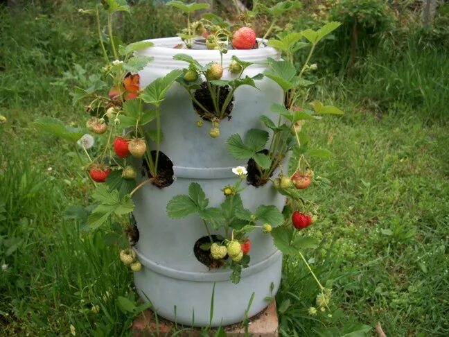Клубника в бочке фото Jagode - Page 2 - Flora, fauna i kućni ljubimci - Parapsihopatologija ™