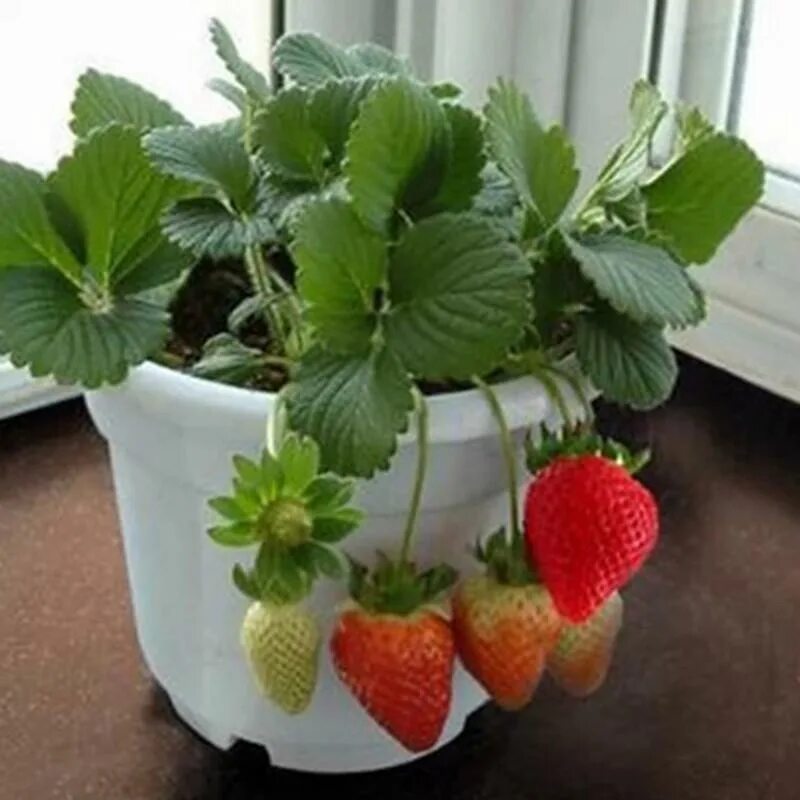 Клубника в домашних условиях фото Healthy Rare Sweet OrganicStrawberry Seeds Fragaria Fruit Seeds For Home Garden 