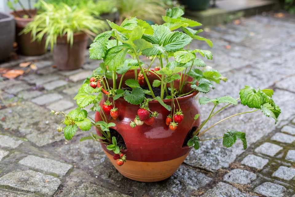 Клубника в домашних условиях фото Strawberry container display Plants, Cool plants, Strawberry hanging basket