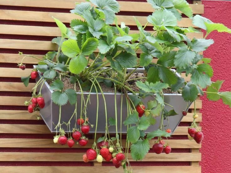 Клубника в домашних условиях фото Learn about different types of stylish containers you can use for growing strawb