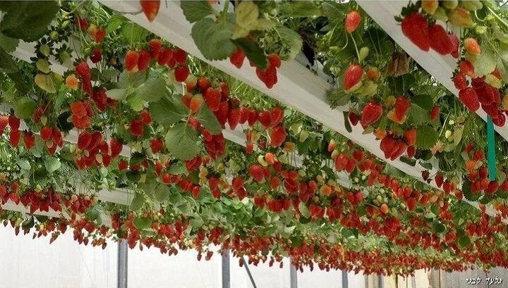 Клубника в домашних условиях фото Gutter Gardening Strawberry garden, Strawberry plants, Growing strawberries