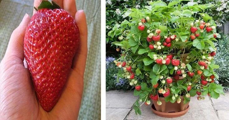 Клубника в домашних условиях фото Stop buying strawberries. Use these 7 brilliant tips to grow them at home instea