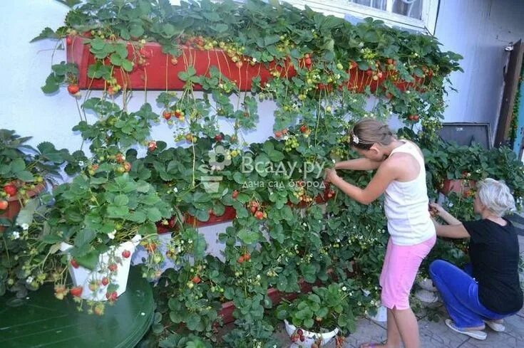 Клубника в домашних условиях фото Ампельная клубника на стене дома