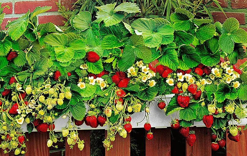 Клубника в домашних условиях фото Window-Box with 10 Strawberry Plants Aardbeien planten, Rustieke tuinen, Tuin in