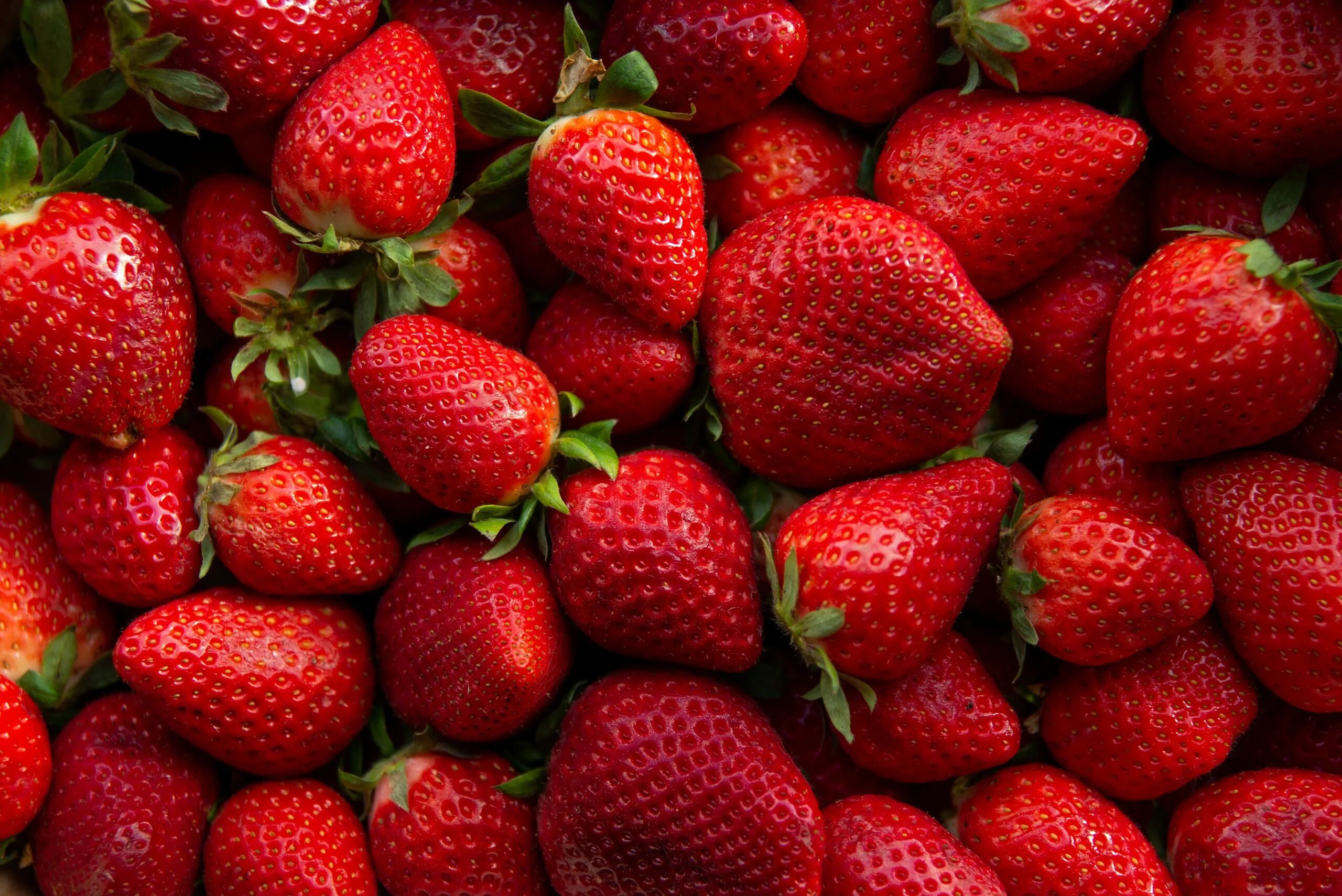 Клубника виды фото Sustainability high on the agenda for Belgian strawberry growers