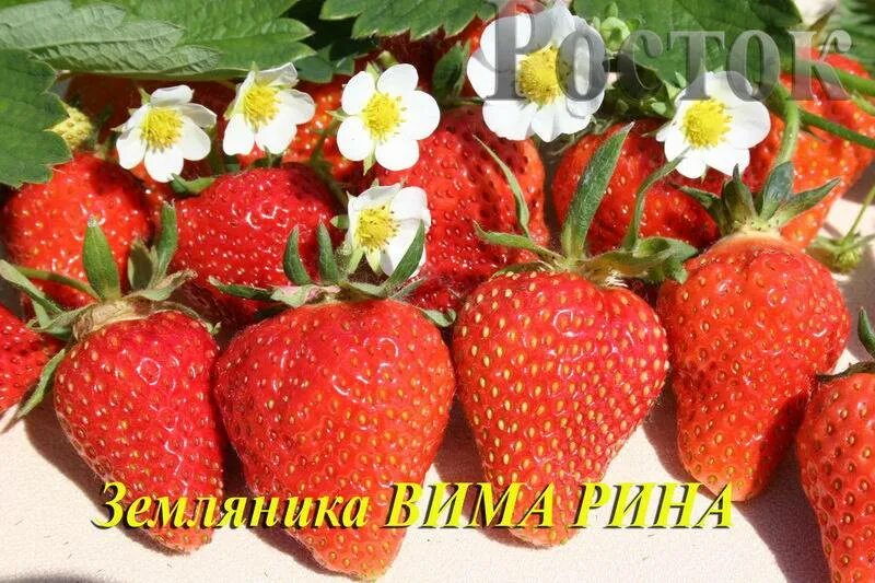Клубника вима рина описание сорта фото Земляника вима рина описание сорта фото - Arhids.ru