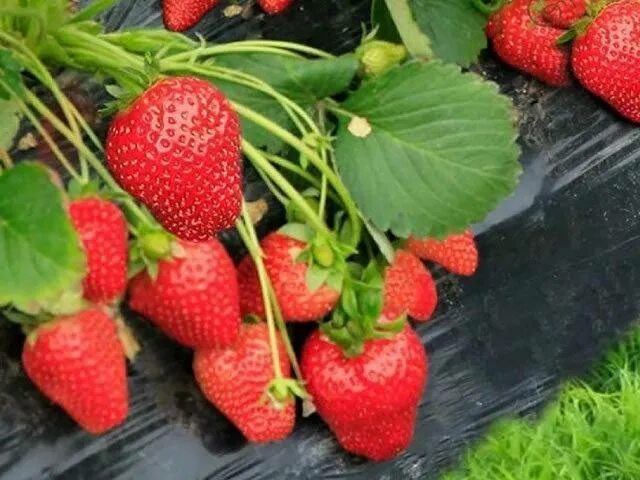 Клубника вима рина описание сорта фото Купить рассаду клубники Вима Рина за 300 руб. в интернет магазине Клубничная пол