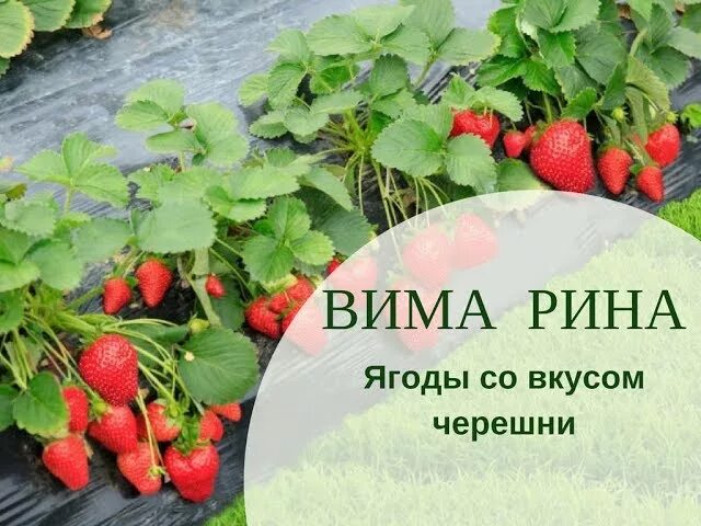Клубника вима рина описание сорта фото Клубника Вима Рина (земляника садовая) (Wima Rina) купить в Нур-Султане, доставк
