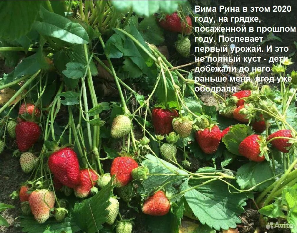 Клубника вима рина описание сорта фото Клубника вима рина - CormanStroy.ru