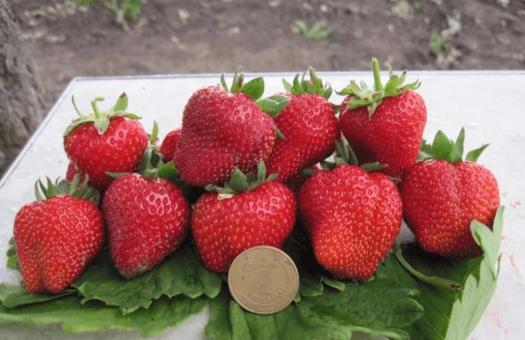 Клубника вима рина описание сорта фото Вима Рина саженцы клубники (Vima Rina Strawberry)10шт - купить по выгодной цене 