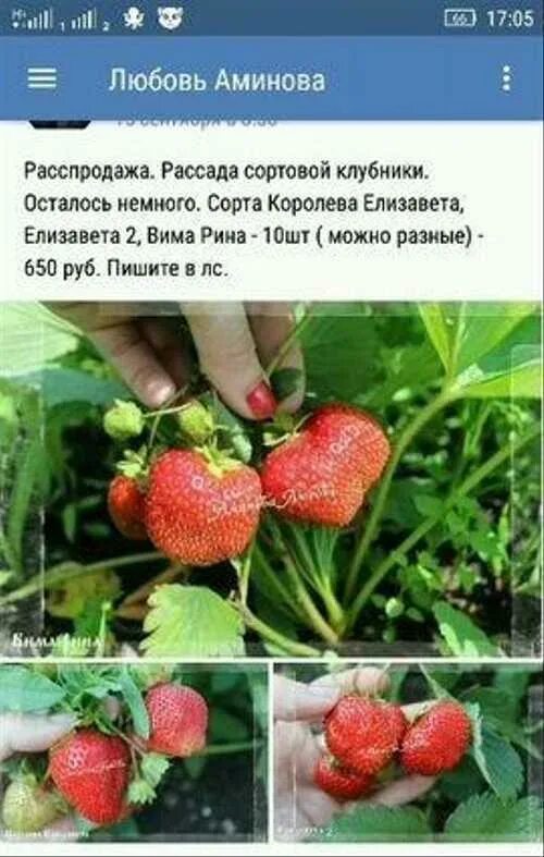 Клубника вима рина описание сорта фото Рассада ягод. Клубника сортовая ремонтантная Festima.Ru - частные объявления