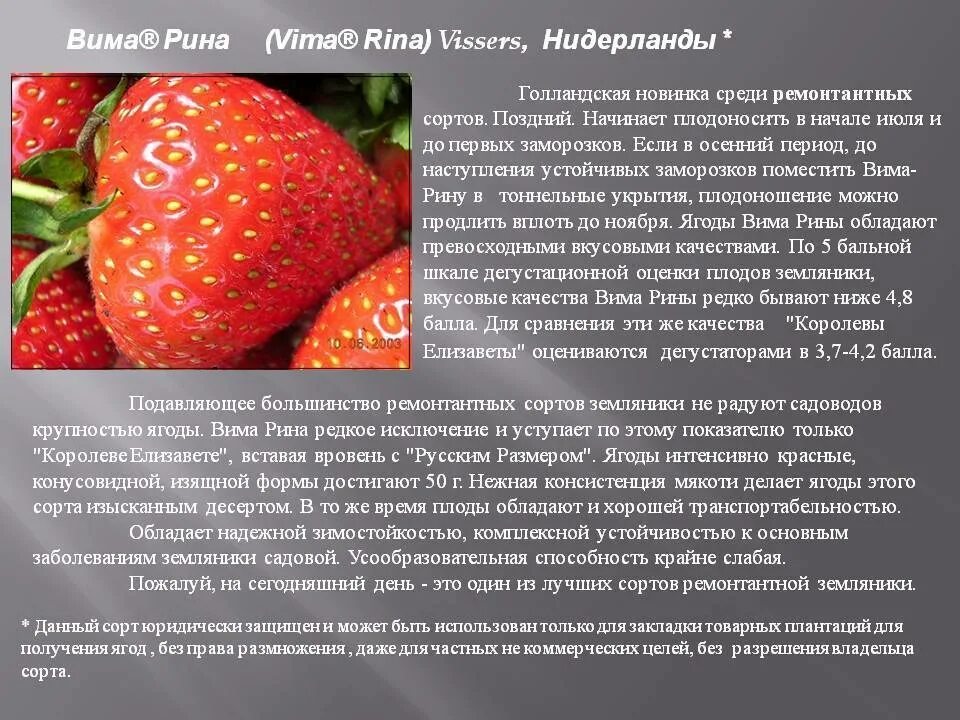 Клубника вима рина описание сорта фото Клубника Вима Рина: описание сорта, фото, отзывы