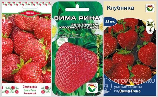 Клубника вима рина описание сорта фото Клубника вима тарда