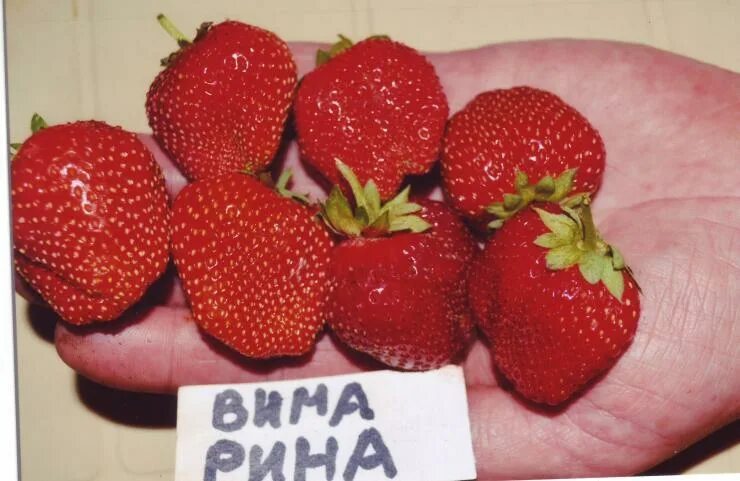 Клубника вима рина описание сорта фото Выращивание клубники: условия, технология и сорта ремонтантной и крупноплодной з