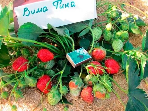 Клубника вима рина описание сорта фото Совместные покупки Красноярска, Форум совместных покупок / 24-OK.RU - Клуб уСПеш