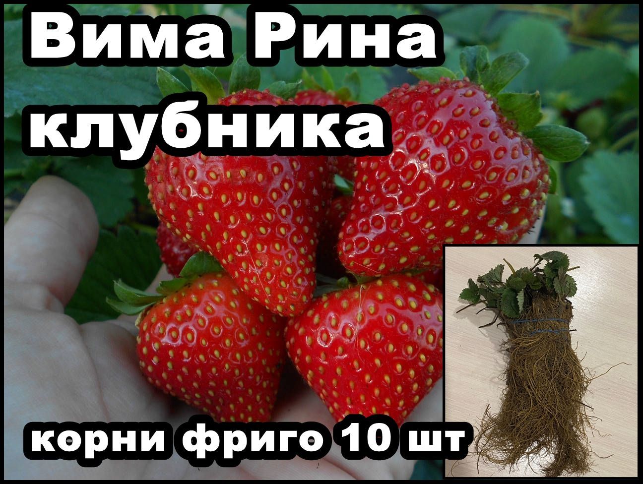 Клубника вима рина описание сорта фото Корни Клубника, Земляника и клубника купить по выгодной цене в интернет-магазине