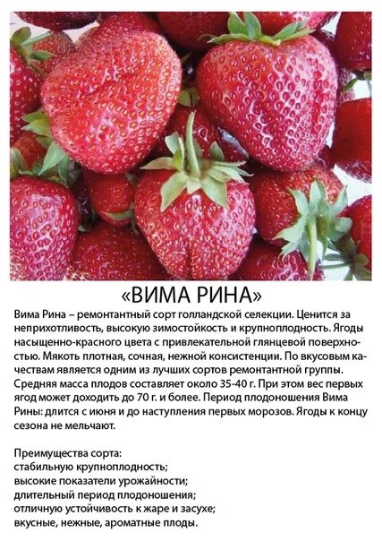 Клубника вима рина описание сорта фото Клубника Вима Тарда: описание сорта, правила выращивания и советы по уходу