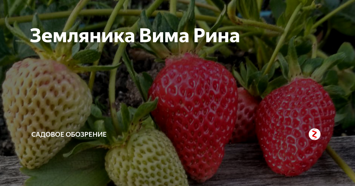 Клубника вима рина описание сорта фото Земляника Вима Рина Садовое обозрение Дзен