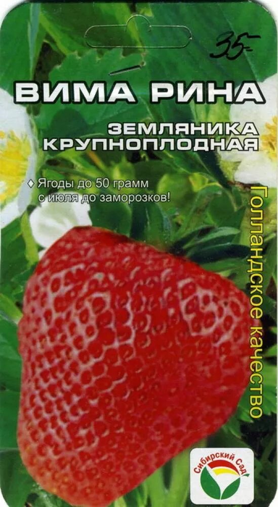 Клубника вима рина описание сорта фото Клубника вима описание сорта фото: найдено 90 картинок