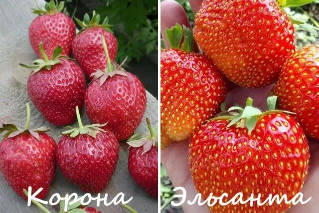 Клубника вима занта фото Сорт клубники Вима Занта: фото, отзывы, описание, характеристики.