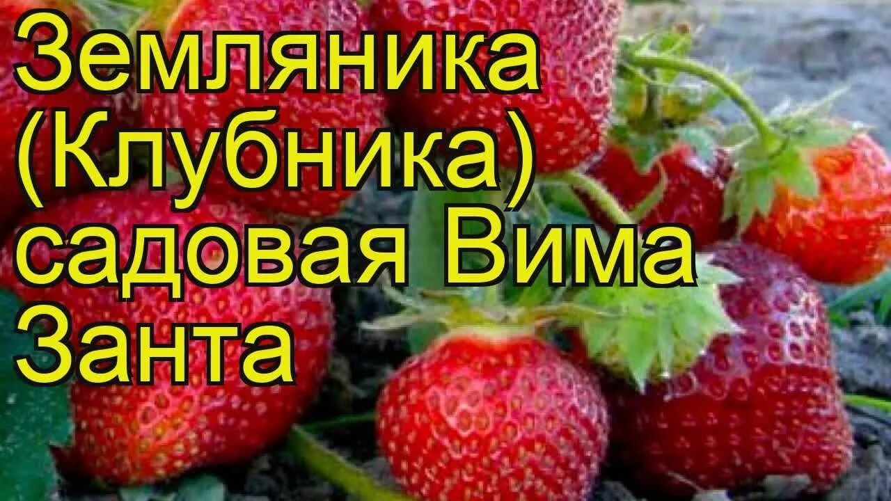 Клубника вима занта фото Земляника садовая Вима Занта. Краткий обзор, описание характеристик, где купить 