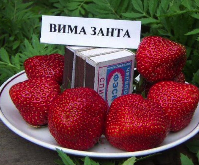 Клубника вима занта фото Клубника Вима Занта Ягодное подворье cаженцы элитных сортов ягодных культур