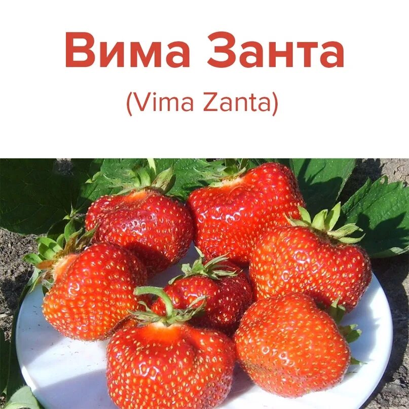 Клубника вима занта фото описание Сорта земляники вима занта