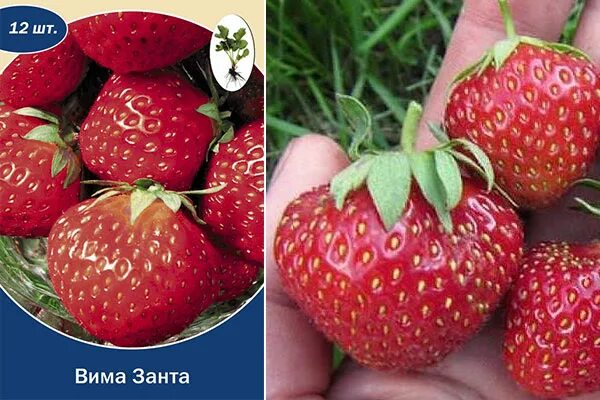 Клубника вима занта фото описание Клубника Вима занта: описание сорта, фото, отзывы садоводов, характеристика, дос