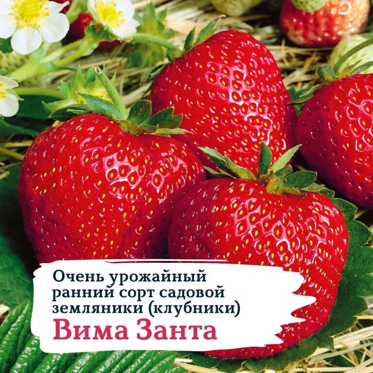 Клубника вима занта фото описание Клубника ремонтантная Вима Рина: особенности сорта Планета земля Фотогалерея при