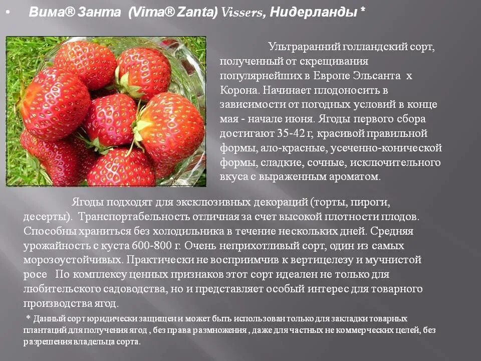 Клубника вима занта фото описание Клубника Вима Занта: описание и характеристики сорта, посадка и уход, отзывы с ф