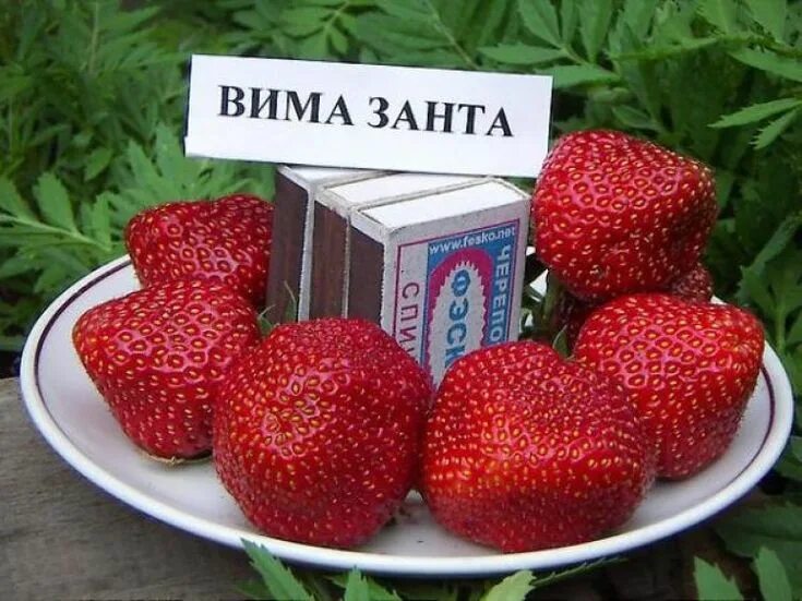 Клубника вима занта фото описание Новыйl Клубника - королева сада: описание 22 лучших сортов, а также отзывы о них