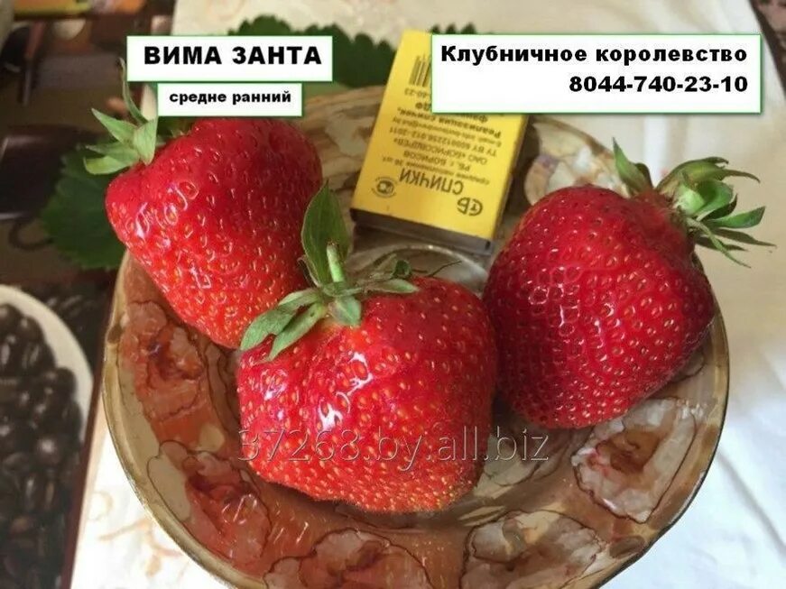Клубника вима занта фото описание ВИМА ЗАНТА саженцы клубники сортовой в горшочках 0.4л. в Минске (Саженцы клубник