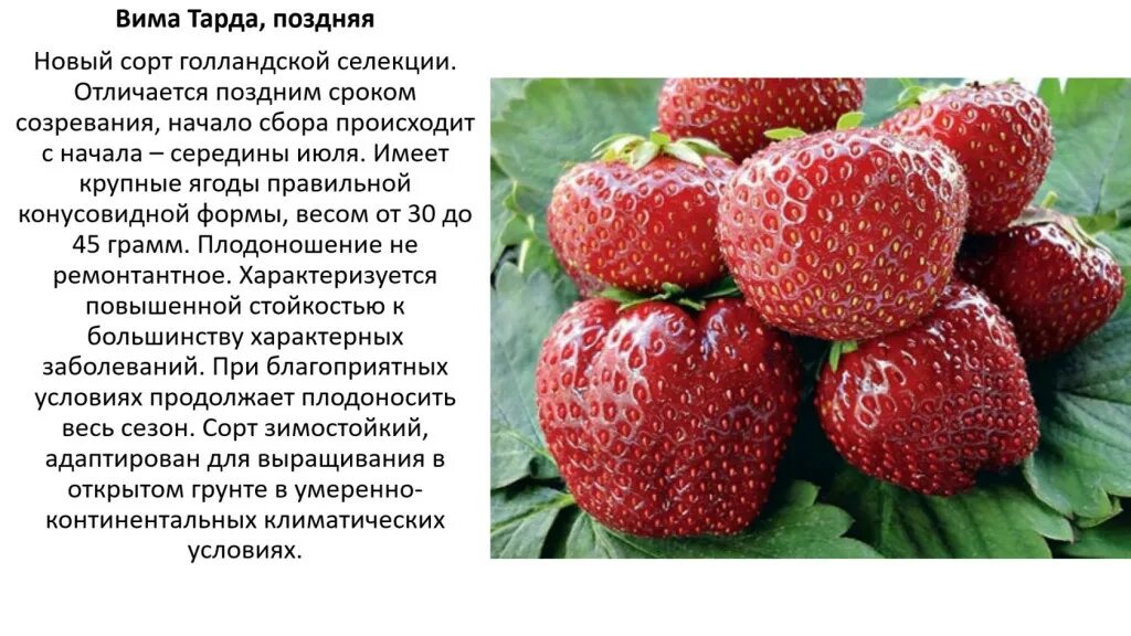 Клубника вима занта фото описание Клубника Вима Тарда: описание сорта, правила выращивания и советы по уходу