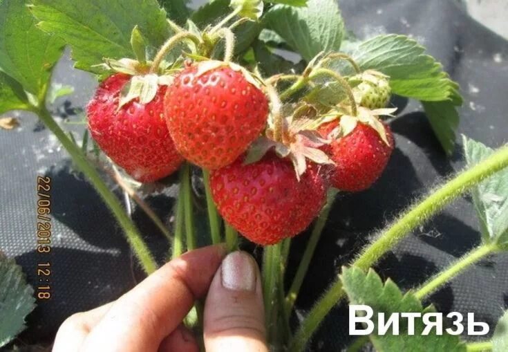 Клубника витязь фото сорт клубники витязь Strawberry, Fruit, Food